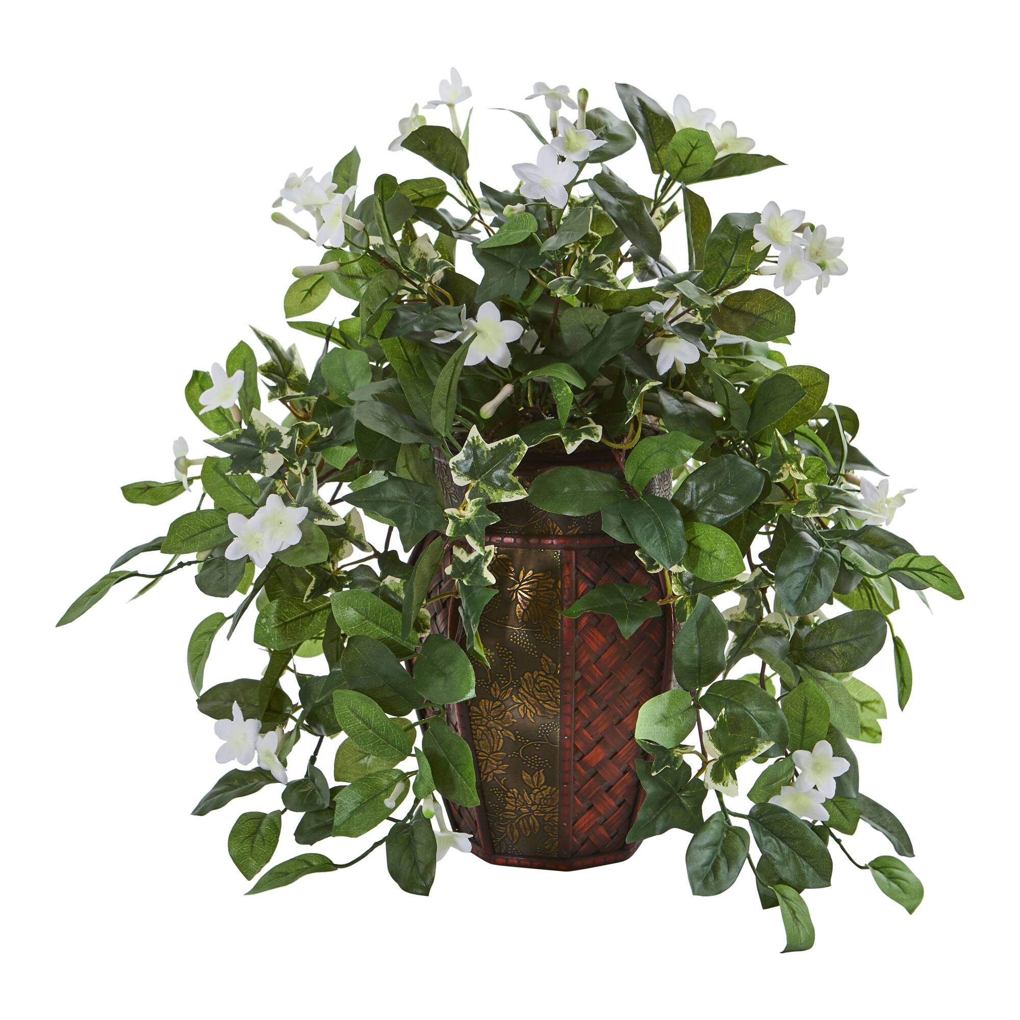 17" Stephanotis & Ivy Plant in Decorative Planter
